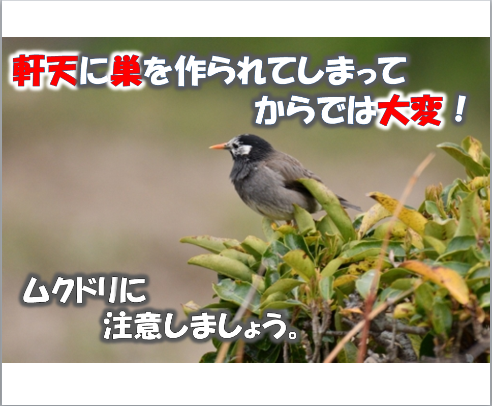 軒天に巣を作られてしまってからでは大変 ムクドリに注意しましょう 埼玉県の塗装ブランド I Sumu塗装